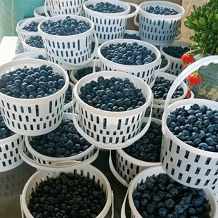 蓝莓包装篮白色可配盖新料手提塑料水果篮装塑料采摘桶水果采摘篮