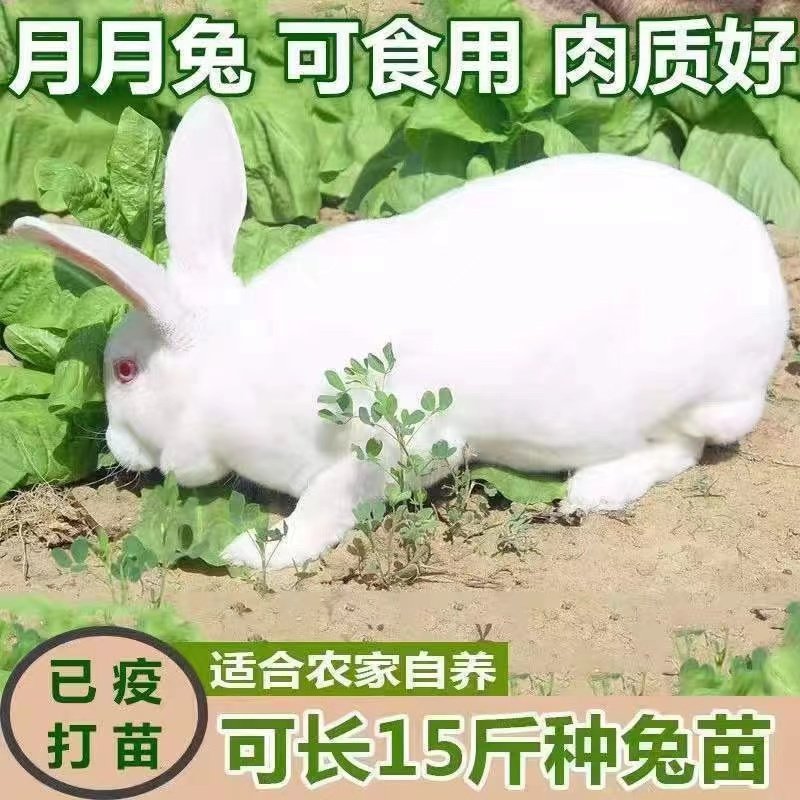 家养大型肉兔苗小白兔崽比利时兔图片