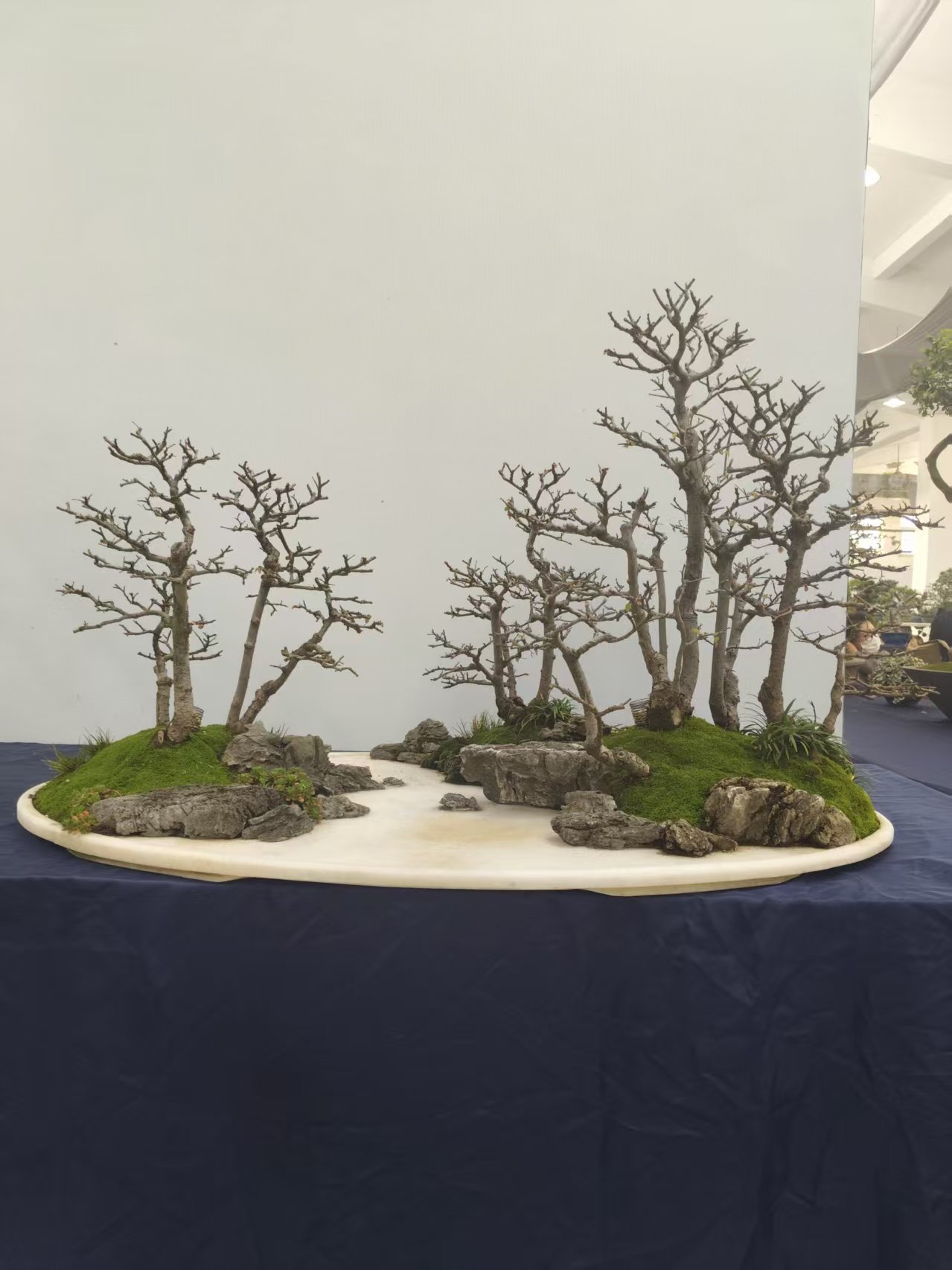 杂木盆景造型盆景一物一拍商品以直播间为主,鲜花速递/花卉仿真/绿植园艺,造型盆景,淘宝优惠券,粉丝福利购,淘宝优惠卷