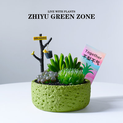 玉露多肉植物绿色肉肉桌面好养活