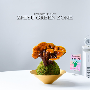 灵芝苔藓球盆栽观赏摆件高档办公室内桌面新手绿植解压治愈系礼物