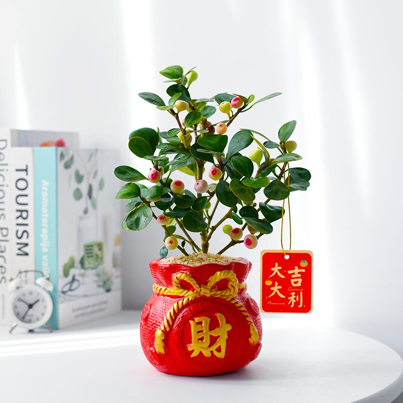 小盼菩提室内客厅乔迁喜庆年宵花