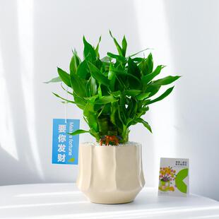 常青步步高懒人转运竹 富贵竹植物办公室内桌面盆栽文昌竹绿植四季