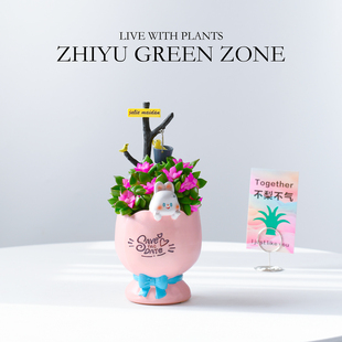 多肉植物吹雪粉色肉肉办公室内工位绿植卡通萌宠盆栽好养花卉礼物