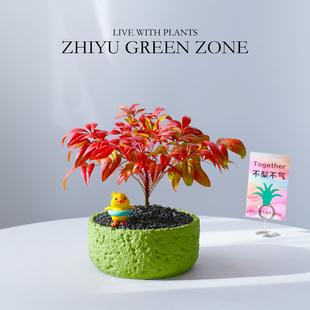 火焰南天竹盆栽办公室内桌面阳台新手好养绿植客厅高级感年宵花卉