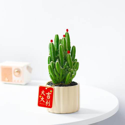 多肉植物办公室内好养招财年宵花