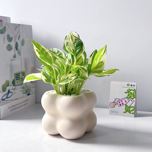 白金绿萝办公室内绿植净化空气桌面好养四季 常青北欧解压懒人盆栽