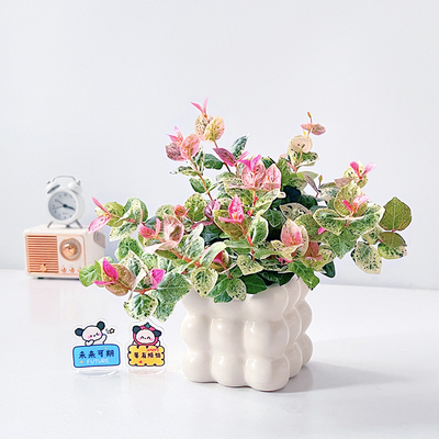 五彩花叶络石办公室内好养盆栽