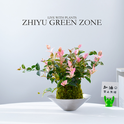 花叶络石苔藓球水培植物新手好养