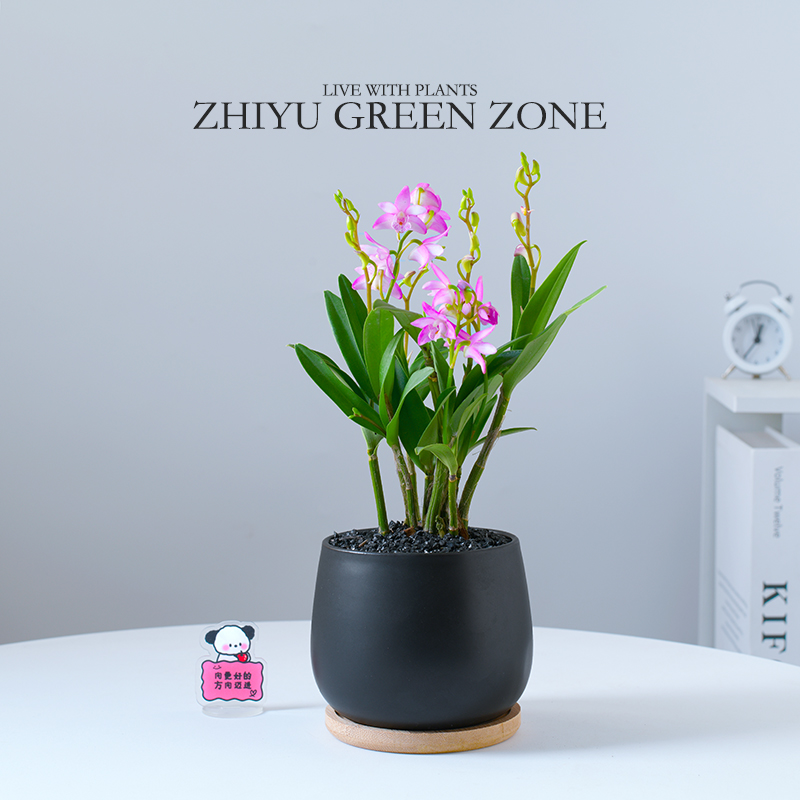 香水石斛兰盆栽花苞迷你绿植礼物