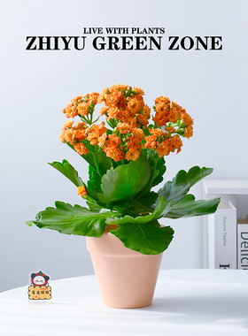 长寿花盆栽带花苞阳台美观橙色治愈情绪解压植物室内绿植鲜花礼物