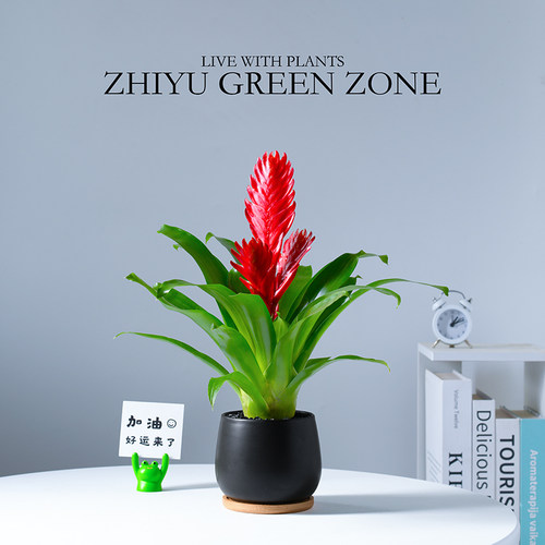 招财手盆栽室内绿植摆件鸿运当头