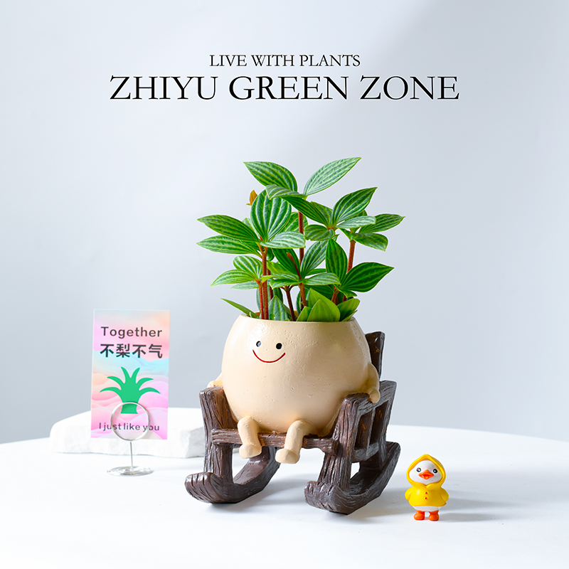 轮叶豆瓣盆栽室内创意新手绿植