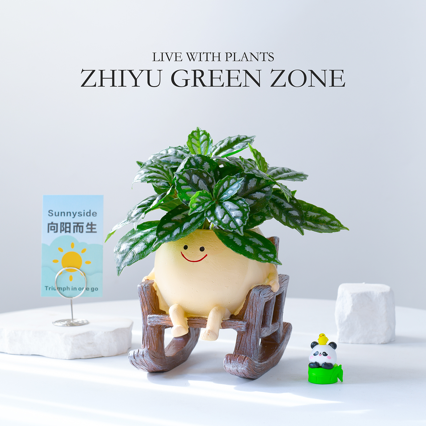 冰水花盆栽办公室内桌面绿植花卉