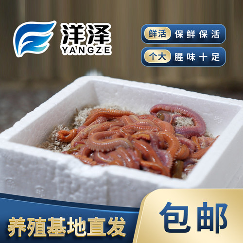 福建活沙蚕海蜈蚣活饵海钓野钓鱼