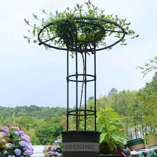 伞形花架月季爬藤架园艺支架阳台花架子庭院户外玫瑰攀爬支撑杆