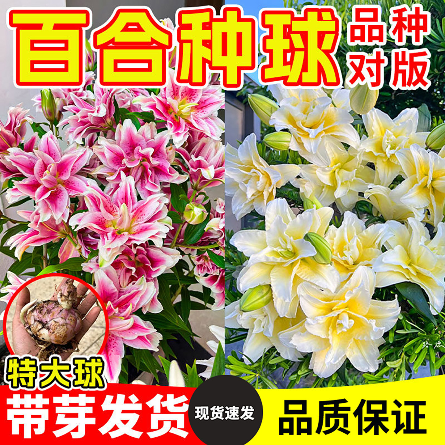 重瓣秋百合种球单瓣花苗荷兰直采香水百合多季开花铁炮卡里庭院