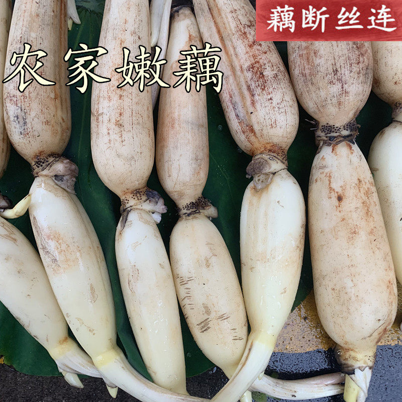 新鲜莲藕时令蔬菜生吃脆炒菜凉拌