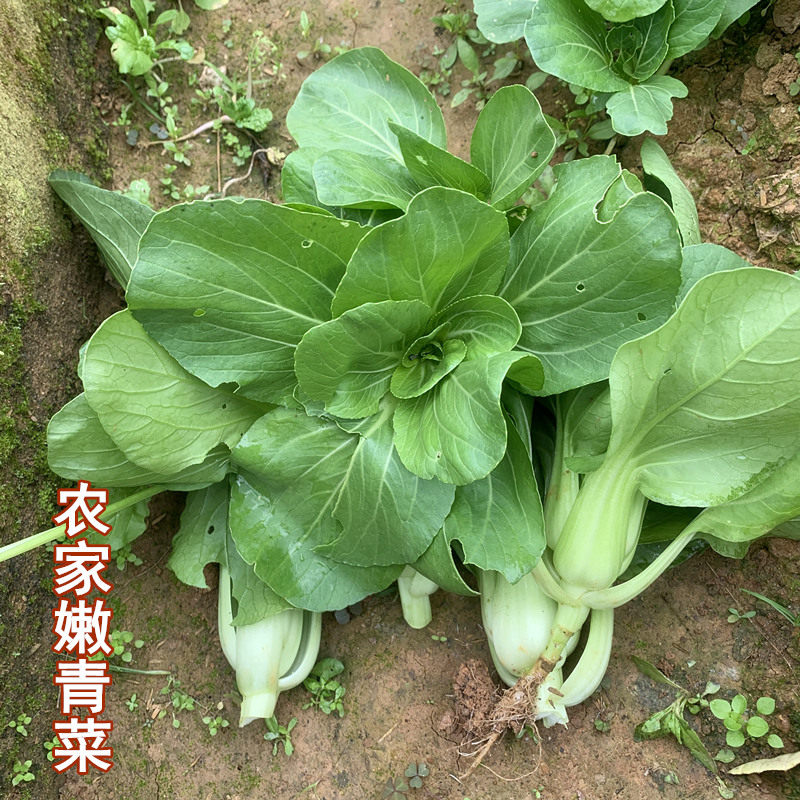 青菜蔬菜新鲜嫩小青菜宝宝辅食绿叶菜无添加六安当季小白菜500g