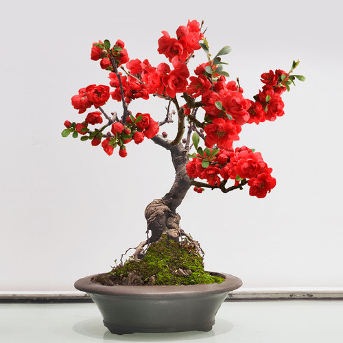 海棠花盆栽四季开花带盆栽好素材模板 海棠花盆栽四季开花带盆栽好图片下载 小麦优选