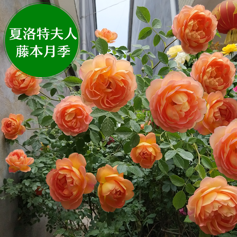 月季花苗欧月爬藤大苗藤本月季夏洛特夫人庭院阳台