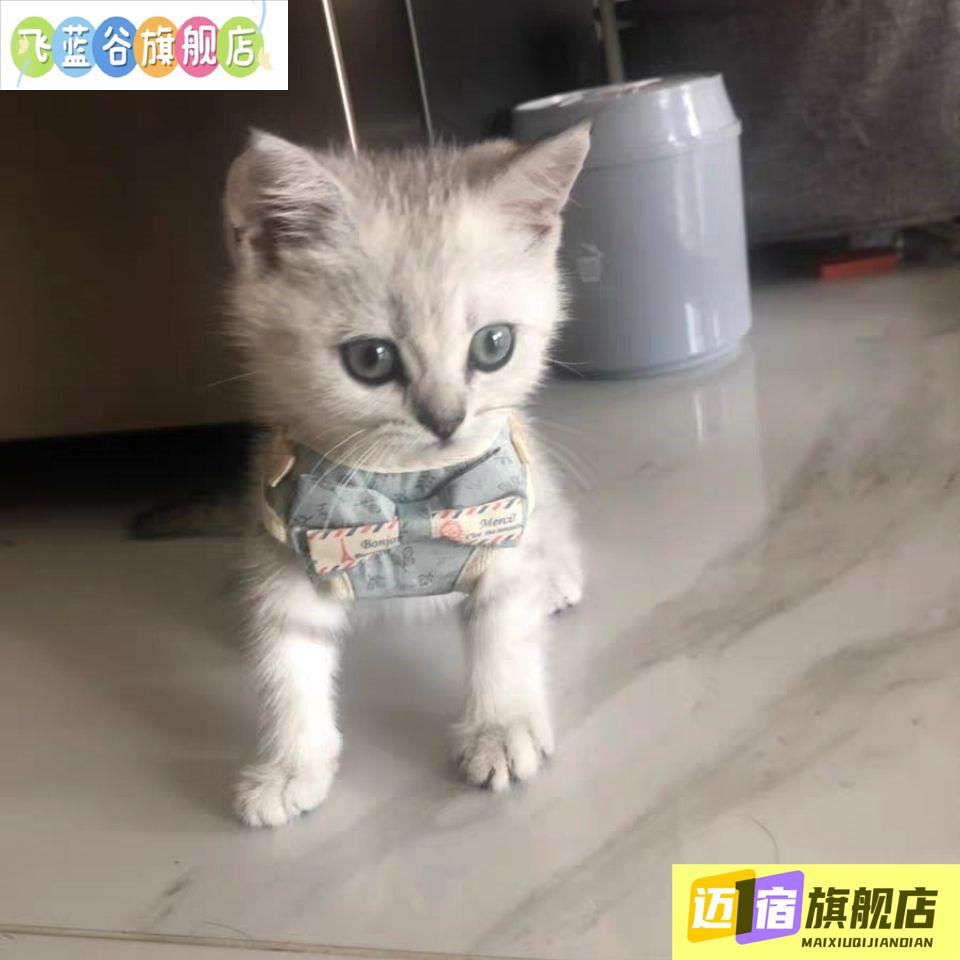 幼猫牵引绳小号新款猫咪可调节防挣脱遛猫绳1个月2个月宠物绳子