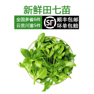 新鲜田七苗新鲜蔬菜凉拌沙拉食用三七叶牡丹吊兰穿心莲田七叶特菜
