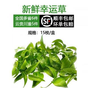 新鲜幸运星草阔叶舞竹腾树苗酒店西餐摆盘蛋糕烘培装饰点缀鲜花草