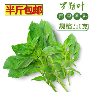 新鲜罗勒叶250g 甜罗勒叶欧罗西餐非金不换九层塔东南亚冬阴功香