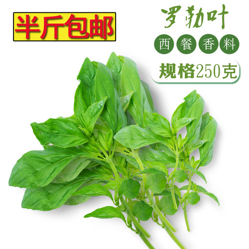 新鲜罗勒叶250g 甜罗勒叶欧罗西餐非金不换九层塔东南亚冬阴功香