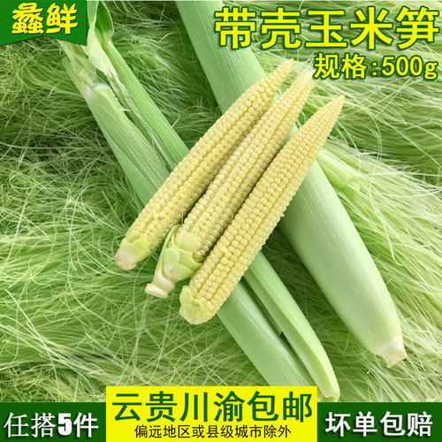新鲜蔬菜 玉米笋 迷你小玉米 番麦笋 玉米芯500g 云贵川渝5件包邮