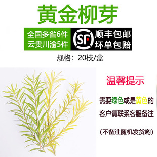 新鲜黄金柳芽柳条柳叶酒店西餐日料蛋糕烘焙摆盘装饰点缀1盒20枝