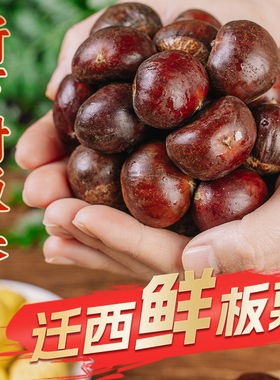 2025迁西板栗生新鲜栗子嫩板栗仁带壳现摘青栗子油栗5斤产地直发