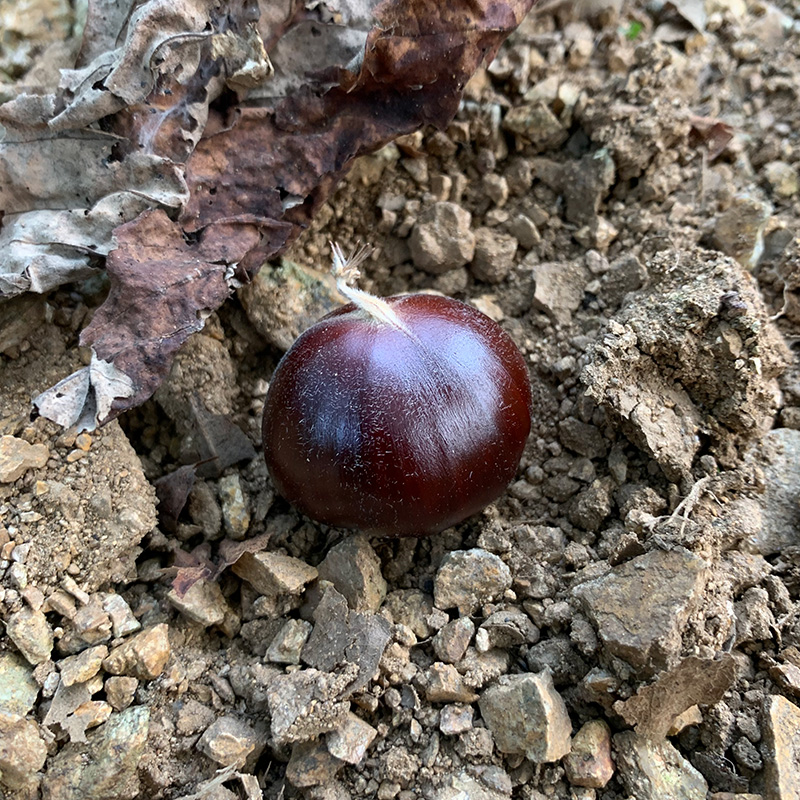迁西生板栗生吃野生毛栗子农家现摘油栗板栗 甜度好