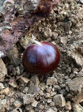 迁西生板栗生吃野生毛栗子农家现摘油栗板栗 甜度好