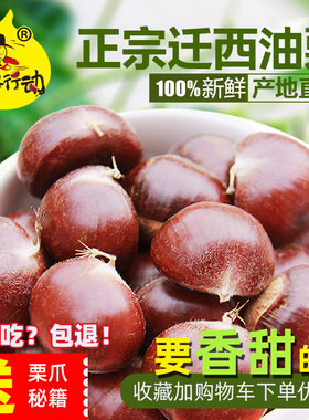 2025板栗生新鲜迁西生板栗正宗野燕山生板栗仁5斤毛栗子产地直发