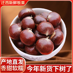 迁西生板栗生新鲜燕山油栗野生毛栗子大中小粒现摘粟5斤产地直发