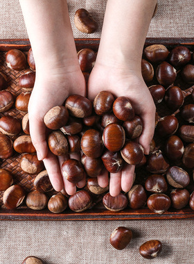 2025遵化板栗生新鲜栗子嫩板栗仁带壳现摘青栗子油栗5斤