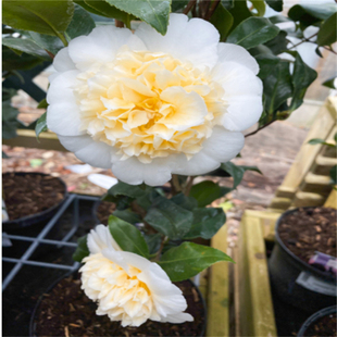 黄绣球山茶花盆栽小苗稀有庭院阳台净化空气容易趣味常进口绿植物