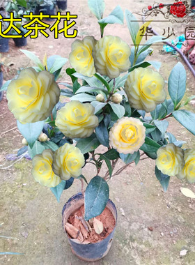 黄达茶花盆栽室内外植物阳台花卉庭院绿植黄色稀有品种树苗金丝雀