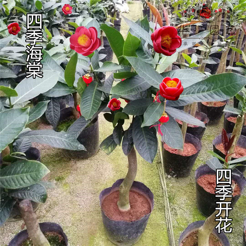 四季海棠越南抱茎茶花进口盆栽四季开花树苗重瓣花大稀有品种包邮