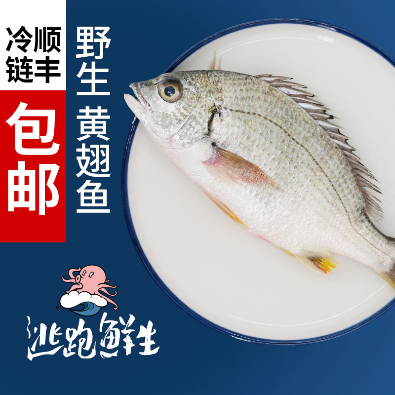 逃跑鲜生黄翅鱼黄刺鱼东山 海鲜活冻海钓新鲜速冻冷冻2条共1斤