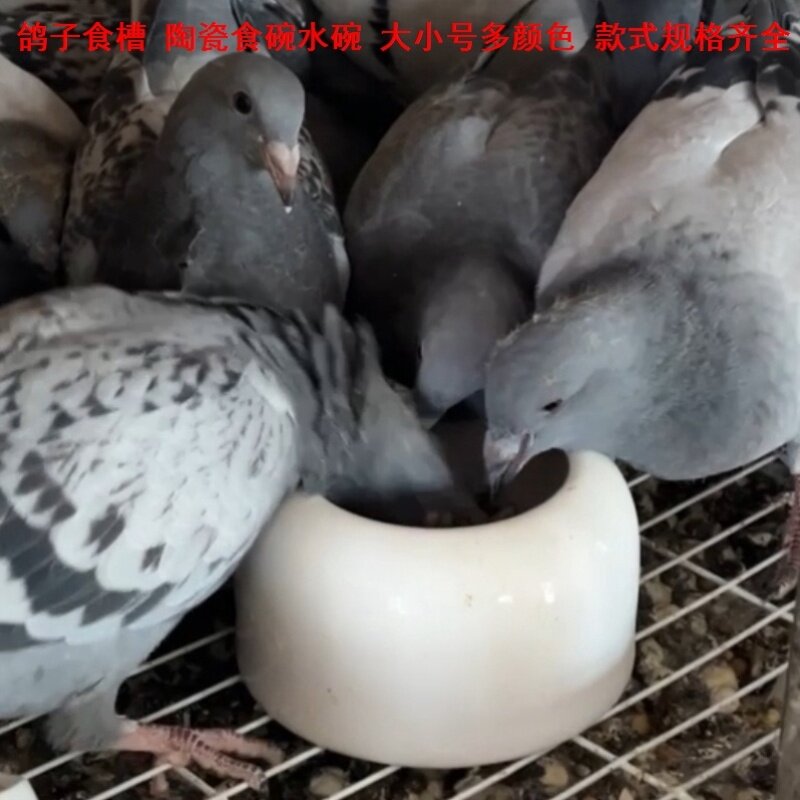 鸽子食盘鸽子陶瓷食槽喂鸡槽子饲料食罐鸟笼用品鸽子陶瓷食罐圆形图片