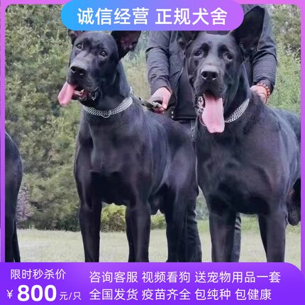 黑狼幼犬纯种活体宠物狗狗黑狼犬幼崽东德牧羊犬护卫犬纯黑色狼犬