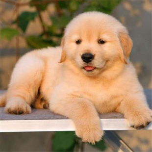 出售纯种金毛犬幼犬活体宠物狗狗家养大骨架寻回猎犬金毛犬双血统