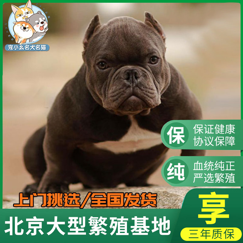 美国恶霸犬纯种幼犬小口袋体中型活体狗双血统赛级恶霸犬种公配种