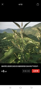 云南鲜新密蒙花树枝条正宗山区自然生长的密蒙花树