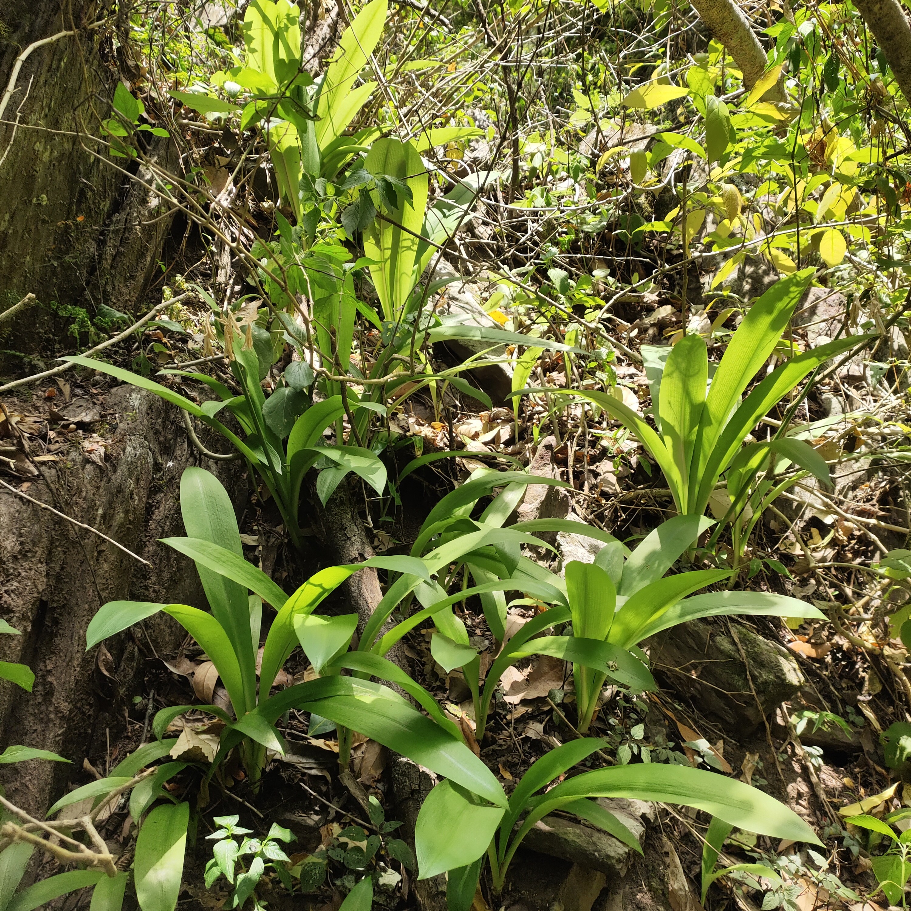 云南山区新鲜野生石蒜头，独蒜，野蒜，盆景中草药材下单现采
