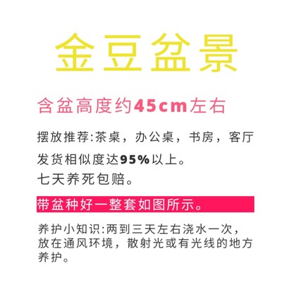 金豆盆景好养易活花卉室内年宵花绿植福豆办公室桌面植物客厅盆栽