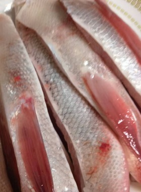 新鲜鱼腩白鲢鱼腹冷冻鱼腩批发淡水鱼鱼边鱼肚子肉鱼托泥油肉鱼鳍